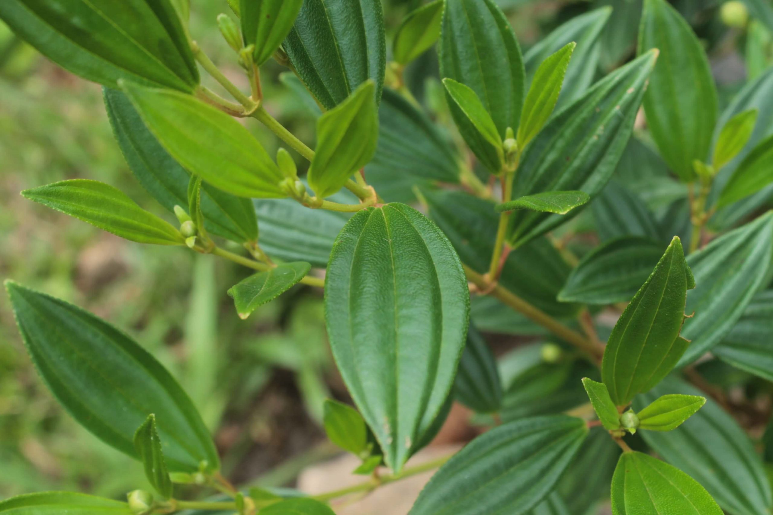 ayahuasca abuse
