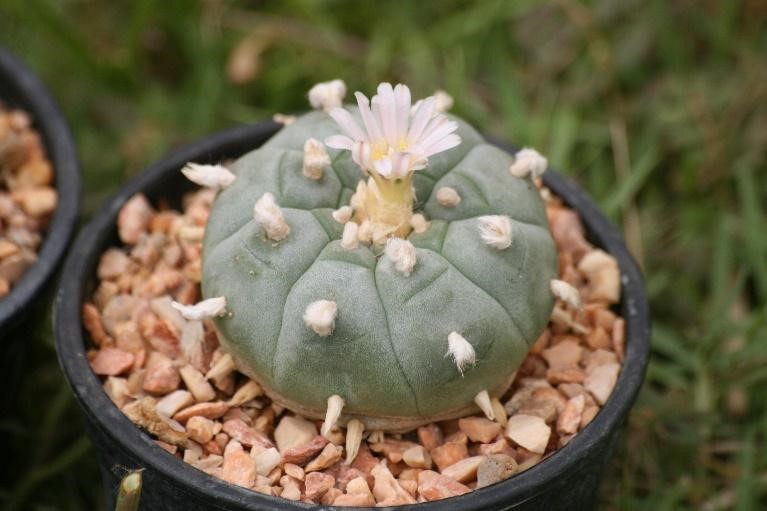 Peyote Addiction